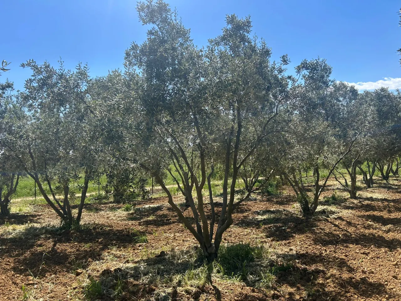 ÇANAKKALE GELİBOLU EVREŞEDE 2,674m2 SANAYİ İMARLI ZEYTİNLİK - görsel 12