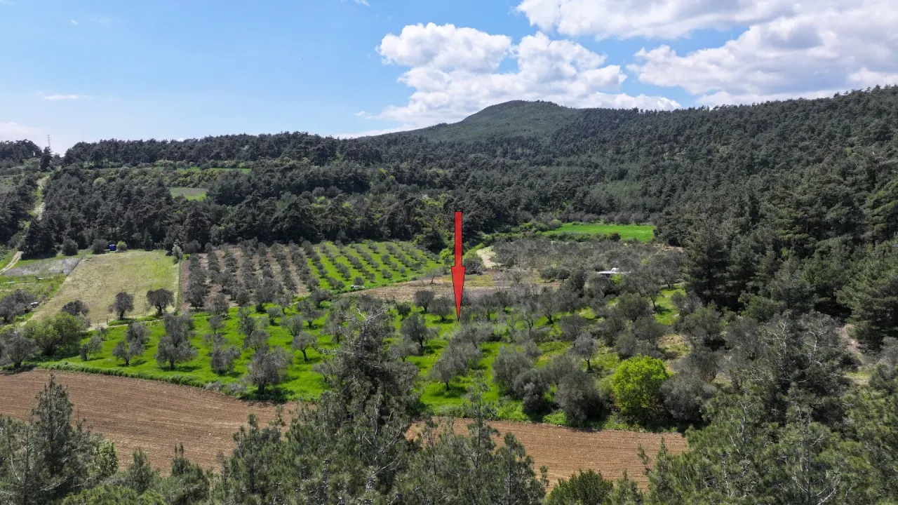 GELİBOLU ILGARDEREDE MÜSTAKİL TAPULU 4,205m2 ZEYTİNLİK - görsel 11