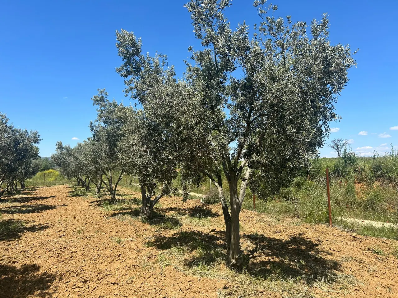 ÇANAKKALE GELİBOLU EVREŞEDE 2,674m2 SANAYİ İMARLI ZEYTİNLİK - görsel 15