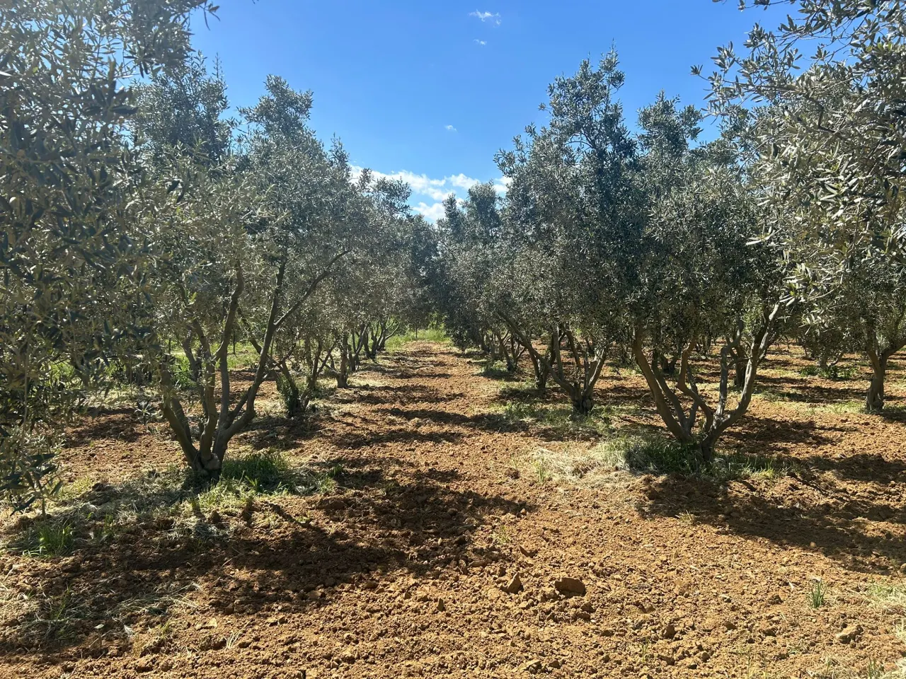 ÇANAKKALE GELİBOLU EVREŞEDE 2,674m2 SANAYİ İMARLI ZEYTİNLİK - görsel 20