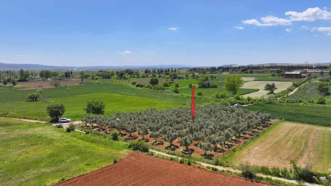 ÇANAKKALE GELİBOLU EVREŞEDE 2,674m2 SANAYİ İMARLI ZEYTİNLİK - görsel 8