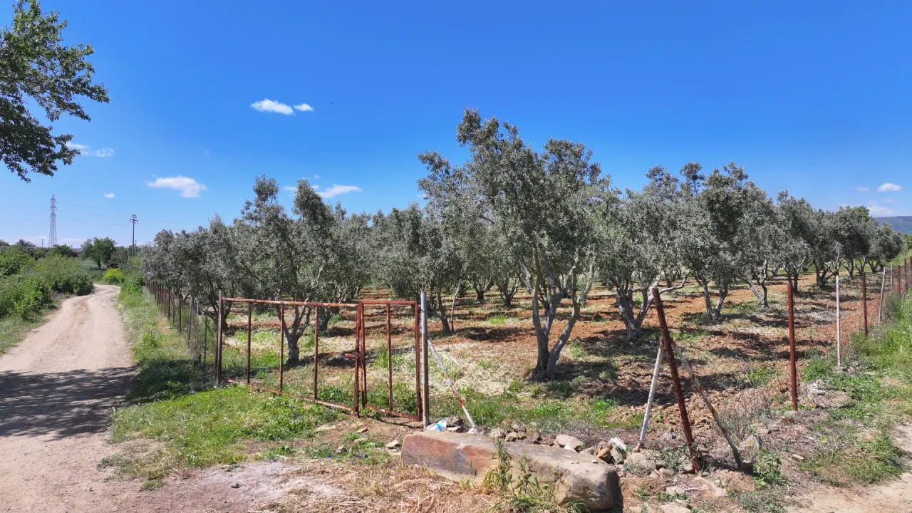 ÇANAKKALE GELİBOLU EVREŞEDE 2,674m2 SANAYİ İMARLI ZEYTİNLİK - görsel 18