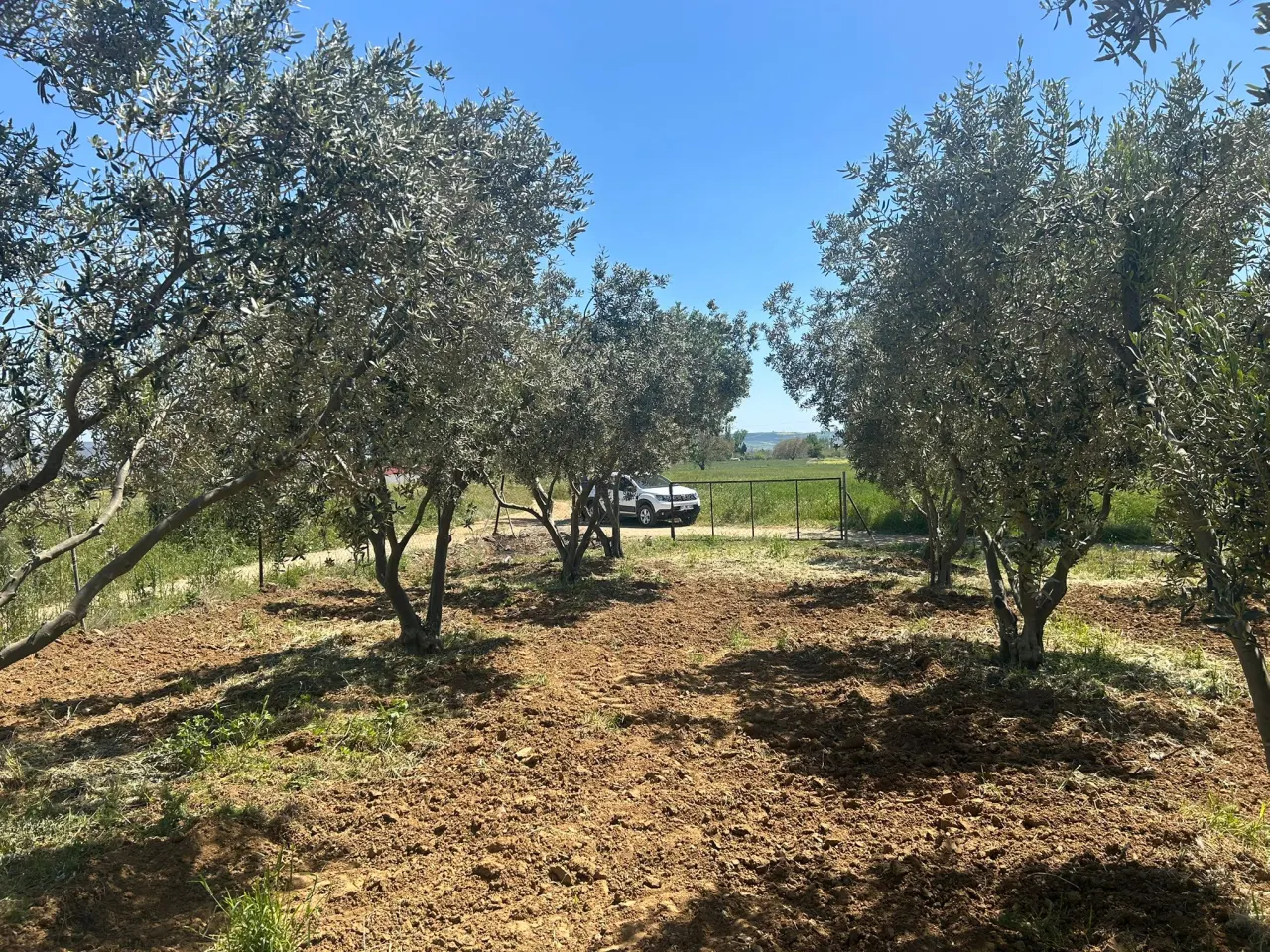 ÇANAKKALE GELİBOLU EVREŞEDE 2,674m2 SANAYİ İMARLI ZEYTİNLİK - görsel 19