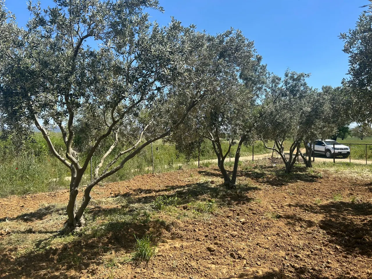 ÇANAKKALE GELİBOLU EVREŞEDE 2,674m2 SANAYİ İMARLI ZEYTİNLİK - görsel 22