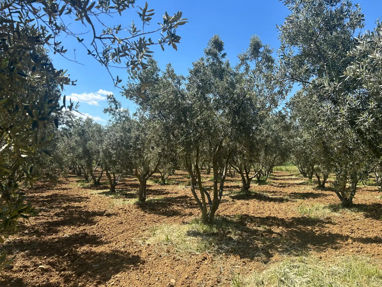 ÇANAKKALE GELİBOLU EVREŞEDE 2,674m2 SANAYİ İMARLI ZEYTİNLİK - görsel 21