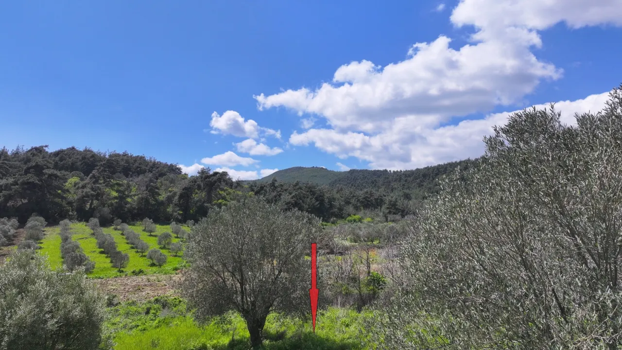 GELİBOLU ILGARDEREDE MÜSTAKİL TAPULU 4,205m2 ZEYTİNLİK - görsel 15
