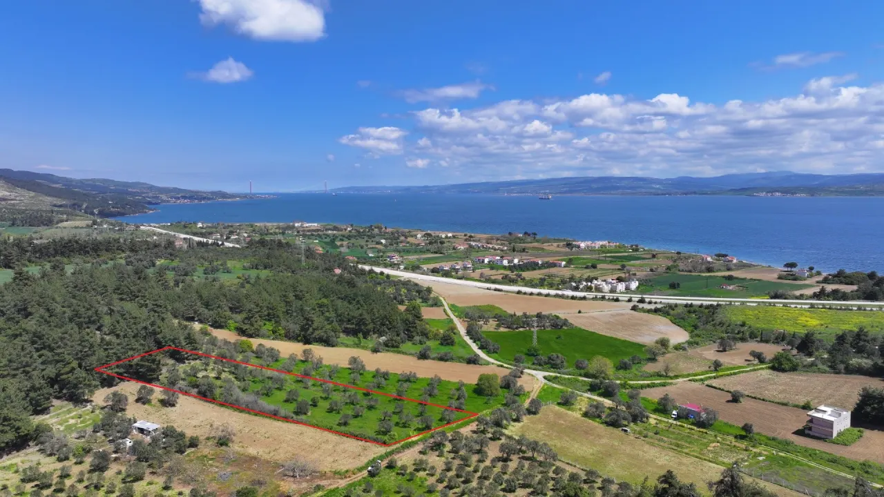 GELİBOLU ILGARDEREDE MÜSTAKİL TAPULU 4,205m2 ZEYTİNLİK - görsel 4