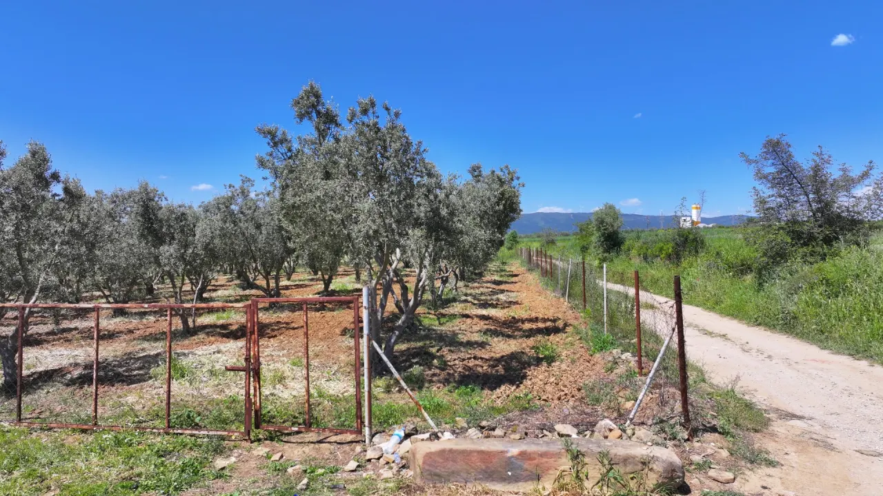 ÇANAKKALE GELİBOLU EVREŞEDE 2,674m2 SANAYİ İMARLI ZEYTİNLİK - görsel 17