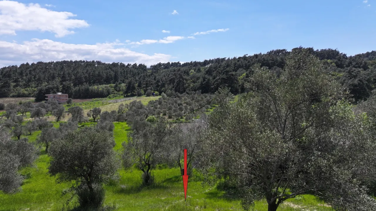 GELİBOLU ILGARDEREDE MÜSTAKİL TAPULU 4,205m2 ZEYTİNLİK - görsel 12