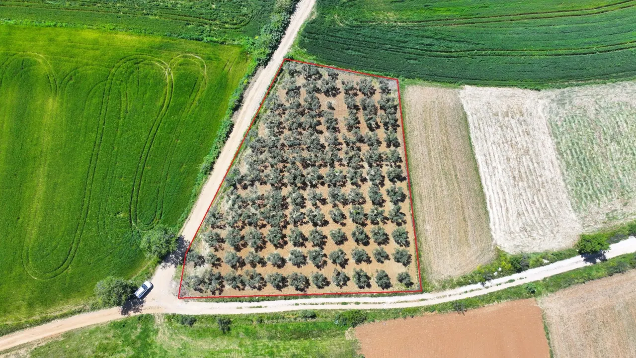 ÇANAKKALE GELİBOLU EVREŞEDE 2,674m2 SANAYİ İMARLI ZEYTİNLİK - görsel 4