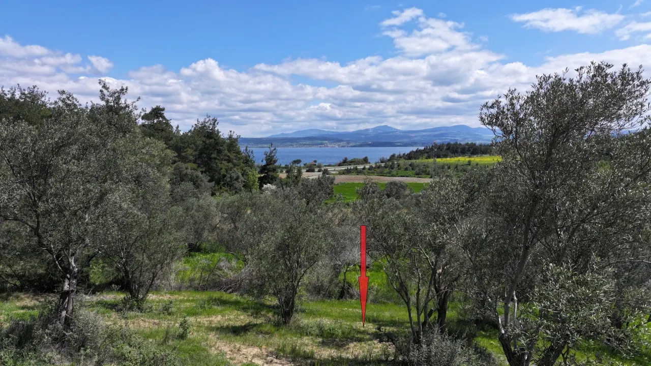 GELİBOLU ILGARDEREDE MÜSTAKİL TAPULU 4,205m2 ZEYTİNLİK - görsel 10