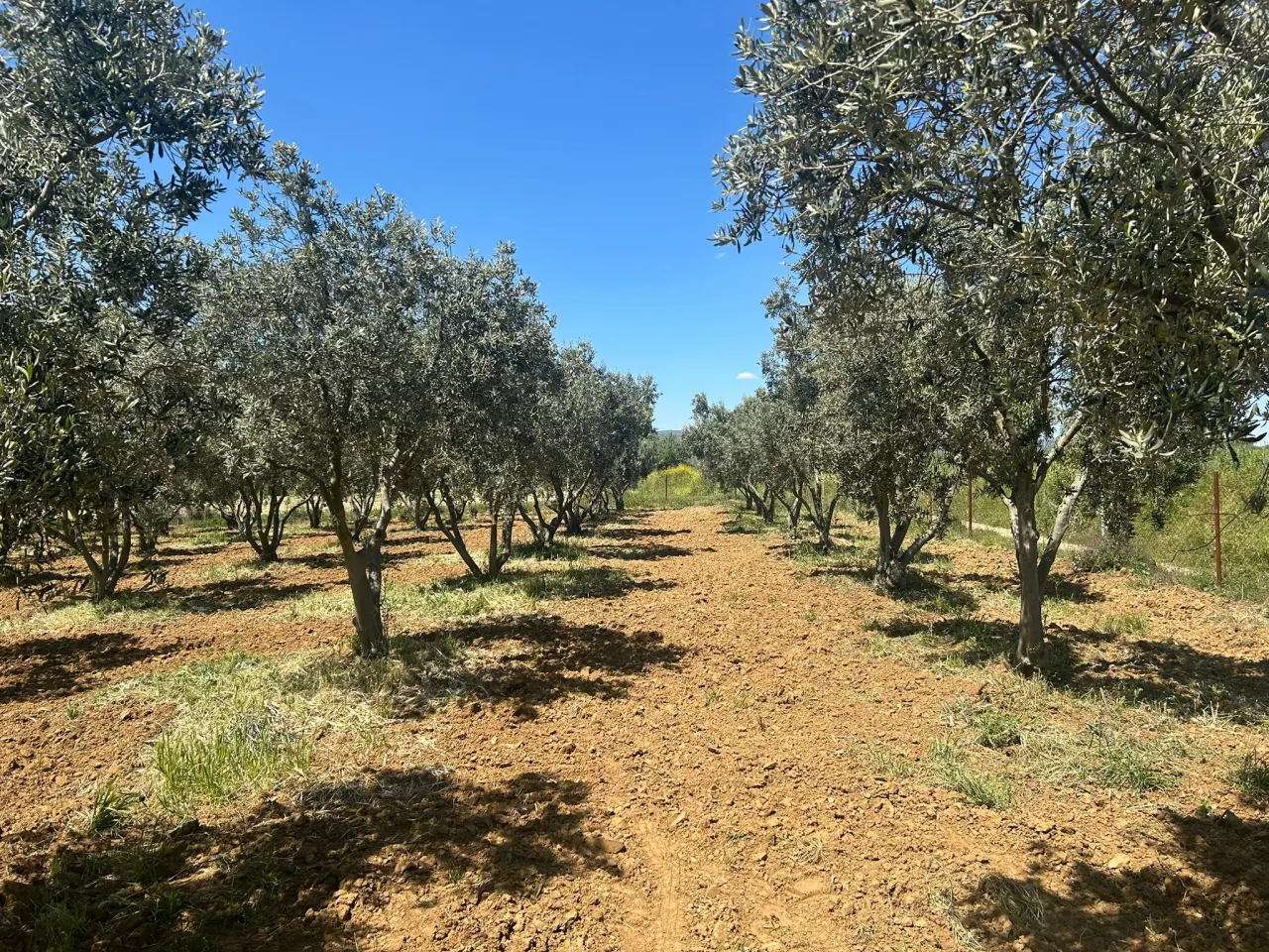 ÇANAKKALE GELİBOLU EVREŞEDE 2,674m2 SANAYİ İMARLI ZEYTİNLİK - görsel 16