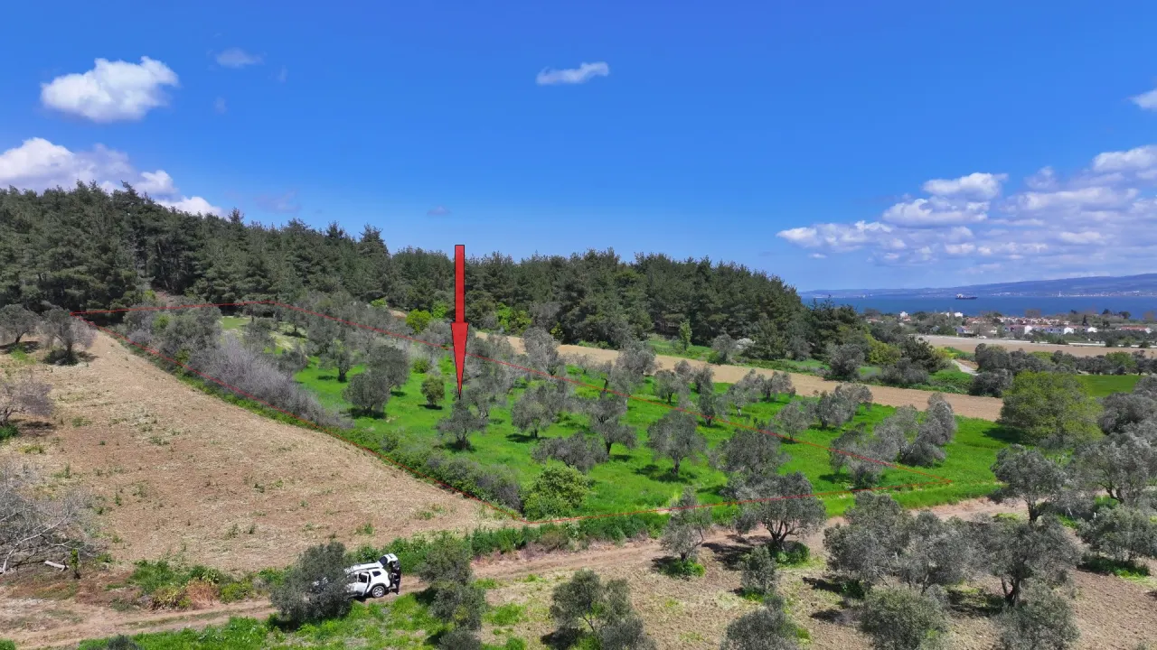 GELİBOLU ILGARDEREDE MÜSTAKİL TAPULU 4,205m2 ZEYTİNLİK - görsel 5