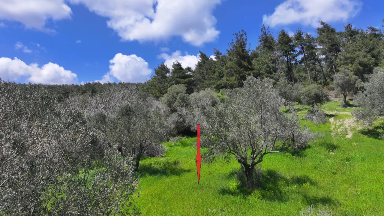 GELİBOLU ILGARDEREDE MÜSTAKİL TAPULU 4,205m2 ZEYTİNLİK - görsel 14