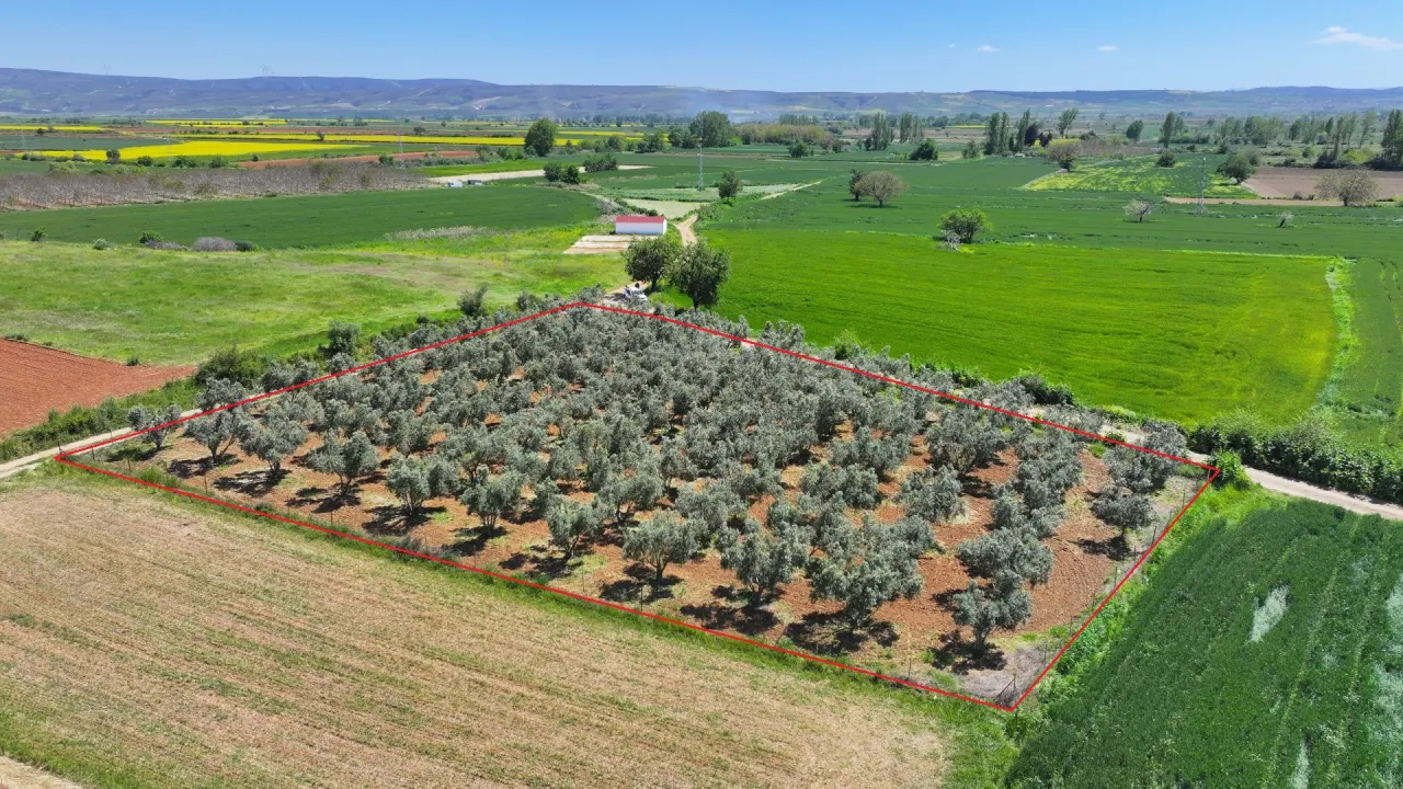 ÇANAKKALE GELİBOLU EVREŞEDE 2,674m2 SANAYİ İMARLI ZEYTİNLİK - görsel 5