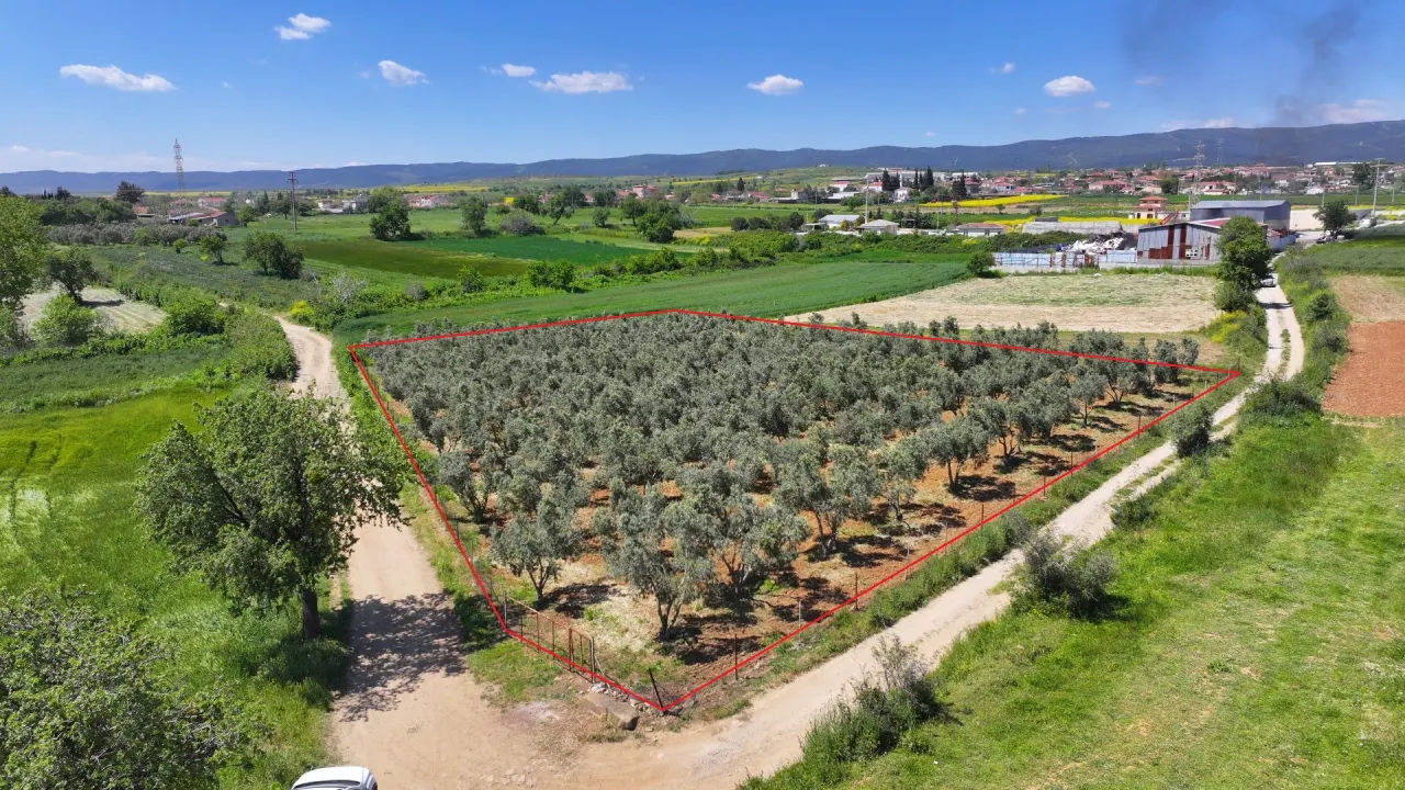 ÇANAKKALE GELİBOLU EVREŞEDE 2,674m2 SANAYİ İMARLI ZEYTİNLİK - görsel 2
