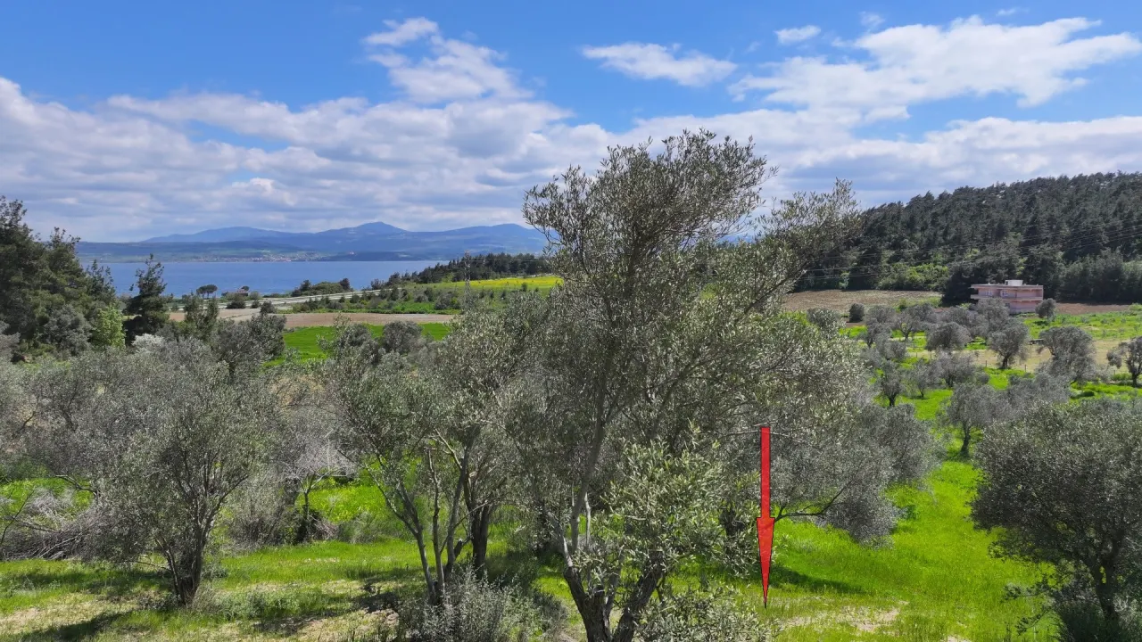 GELİBOLU ILGARDEREDE MÜSTAKİL TAPULU 4,205m2 ZEYTİNLİK - görsel 9