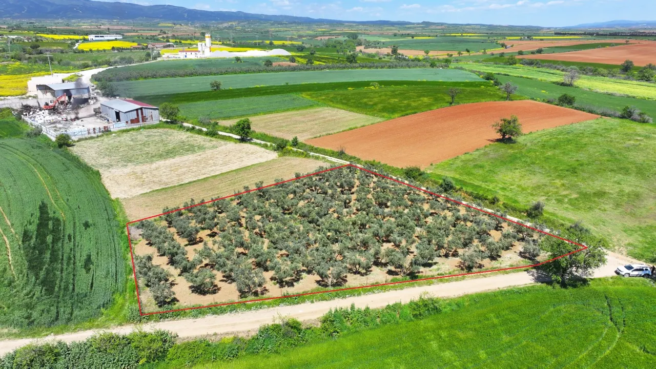 ÇANAKKALE GELİBOLU EVREŞEDE 2,674m2 SANAYİ İMARLI ZEYTİNLİK - görsel 3