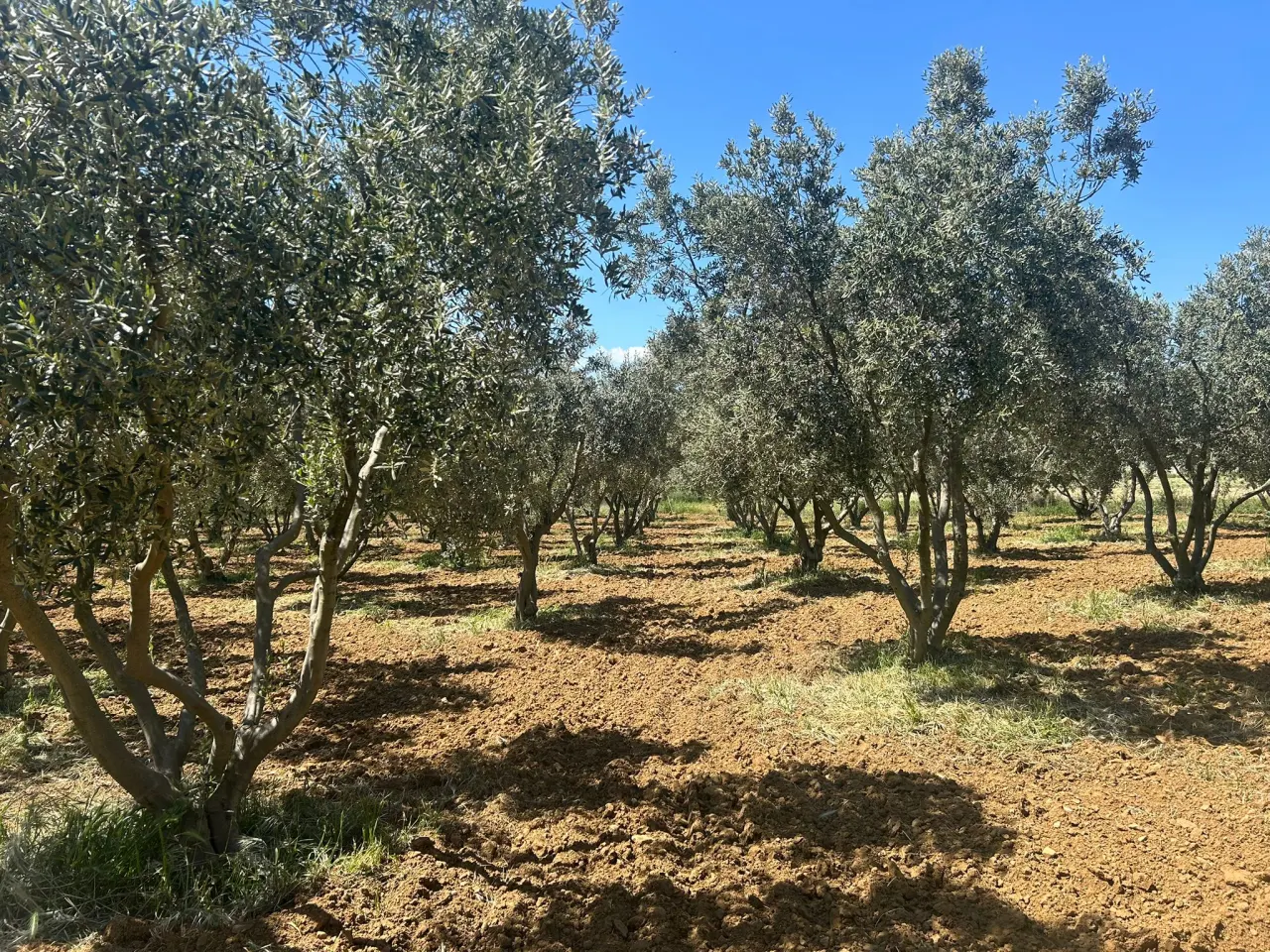 ÇANAKKALE GELİBOLU EVREŞEDE 2,674m2 SANAYİ İMARLI ZEYTİNLİK - görsel 11