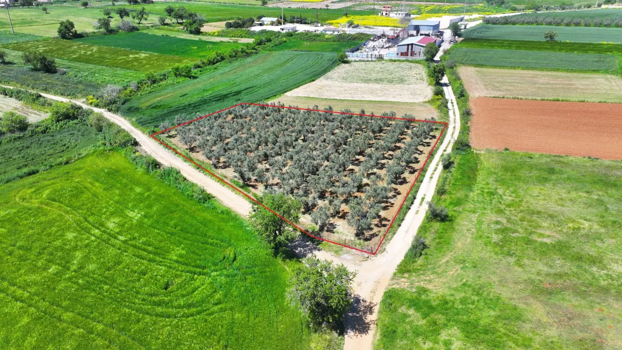 ÇANAKKALE GELİBOLU EVREŞEDE 2,674m2 SANAYİ İMARLI ZEYTİNLİK - görsel 7