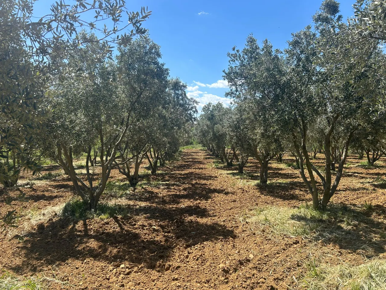 ÇANAKKALE GELİBOLU EVREŞEDE 2,674m2 SANAYİ İMARLI ZEYTİNLİK - görsel 14