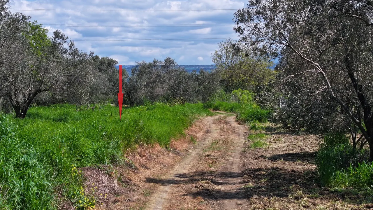 GELİBOLU ILGARDEREDE MÜSTAKİL TAPULU 4,205m2 ZEYTİNLİK - görsel 17