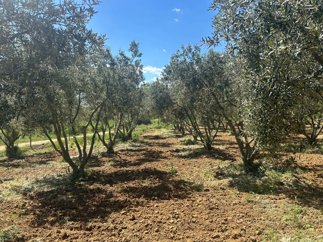 ÇANAKKALE GELİBOLU EVREŞEDE 2,674m2 SANAYİ İMARLI ZEYTİNLİK - görsel 23