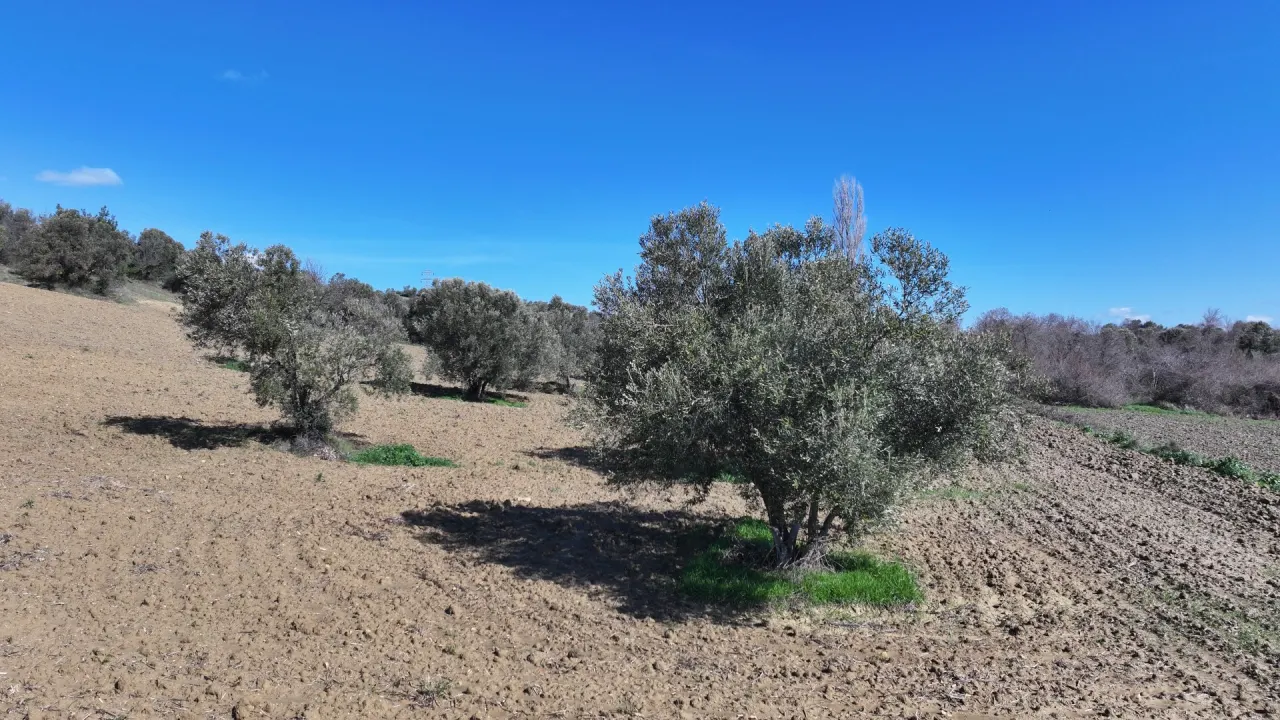 GELİBOLU BURHANLIDA DENİZ VE DOĞA MANZARALI 20,573m2 TARLA - görsel 3