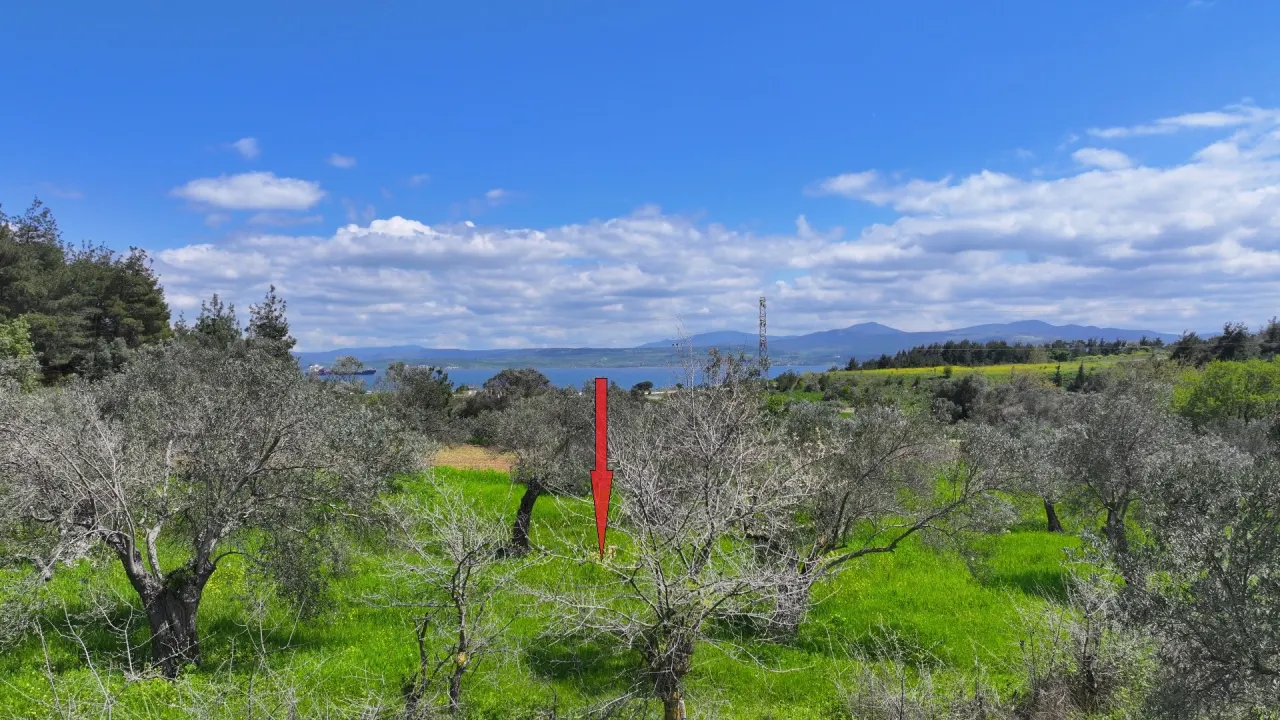 GELİBOLU ILGARDEREDE MÜSTAKİL TAPULU 4,205m2 ZEYTİNLİK - görsel 16