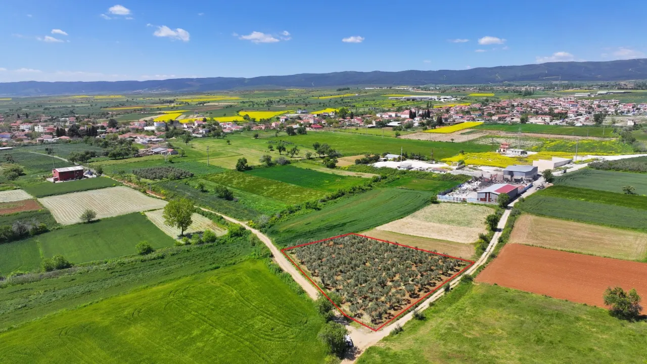 ÇANAKKALE GELİBOLU EVREŞEDE 2,674m2 SANAYİ İMARLI ZEYTİNLİK - görsel 9
