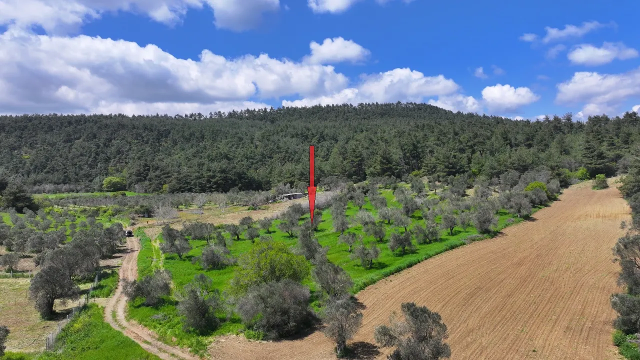 GELİBOLU ILGARDEREDE MÜSTAKİL TAPULU 4,205m2 ZEYTİNLİK - görsel 6